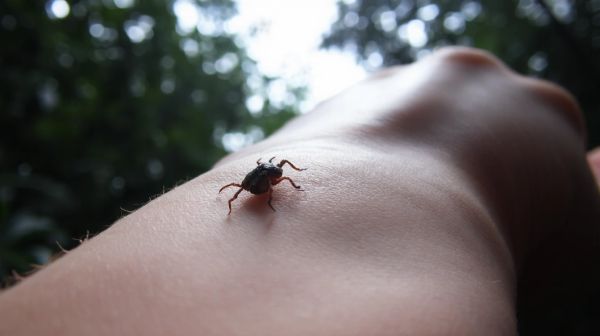 Guide essentiel sur les symptômes et les soins de la maladie de Lyme